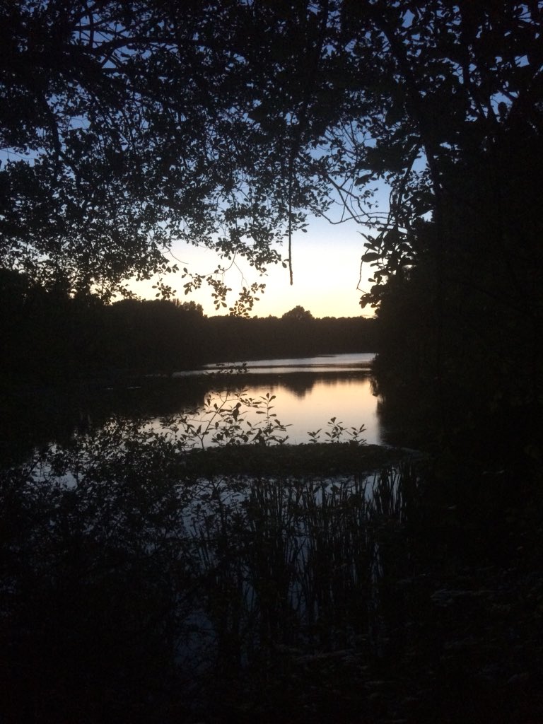 munday_adele's tweet photo. Fishermen must have needed a bigger boat to land this one! Required extended walk home to expend some calories. Lucky to live in this neck of the woods! Hubs very happy! My monkfish delicious too.
#Delamere #Oakmere #FishforSupper https://t.co/lWh9Cs2WEU