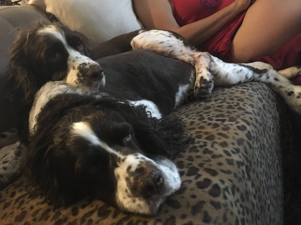 AmyeRushing's tweet image. Congratulations to our favorite Aunt $ aka @vKayet on graduating Summa Cum Laude from Tri-C in Vet Tech! We’re sad you’re not here but we’re very proud of you! Love, your 2 favorite Springers, Hogan &amp;amp; Millie (Dred)#HoganTheSpringerWhosBFisAPugNamedLenny
