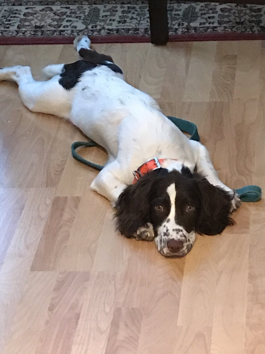 DuchessUplands's tweet photo. This is Duchess. She is patiently waiting. @dogandpuplovers https://t.co/KMnhFDUxPA