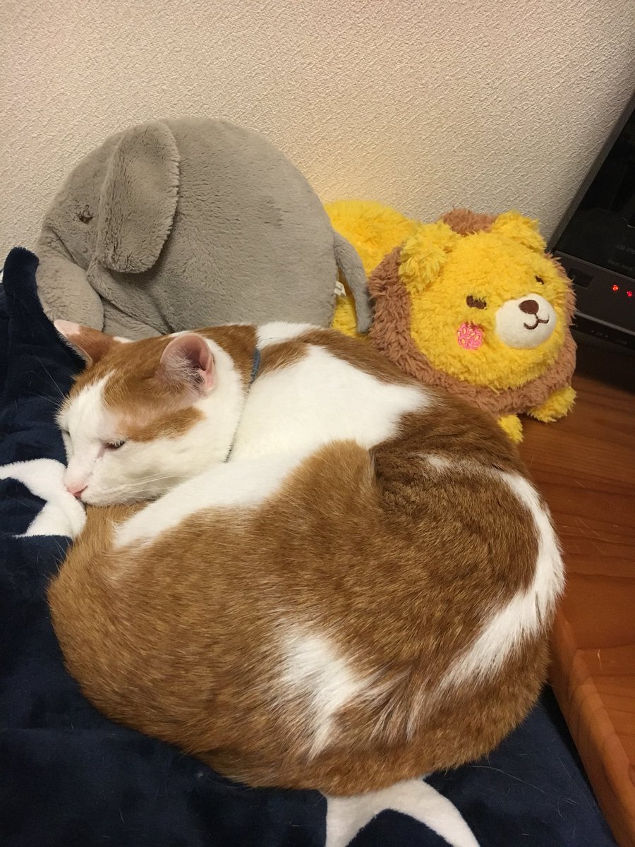 necoco033's tweet photo. 台風の朝。
#外ねこちゃんたちのごはん無事終了しました。食べに来てくれて一安心。
写真はうちねこ☆#アントニオ。
のん気だねー https://t.co/7RABGZ41fB