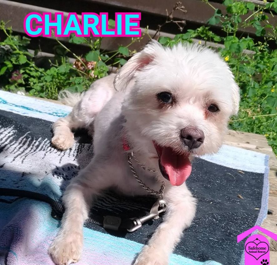 Safehome_Rescue's tweet photo. CHARLIE was just recently rescued. You can read his story & follow his progress on Facebook. Thanks to #FreedomDrivers for bringing him to us all the way from #Quebec. His new look courtesy of FLUFFY PETS Pet Grooming and Spa.
https://t.co/JL7fLYr7iU
#ScarbTO #EastYork #BeachesTO https://t.co/CML2YXRPy3