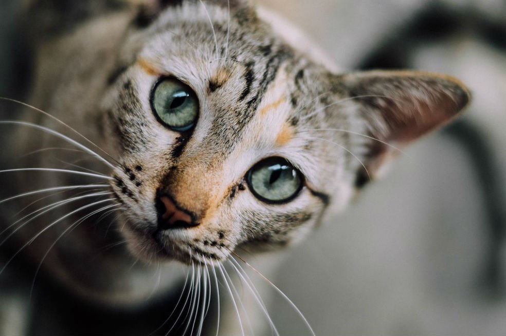 elespectador's tweet photo. ¿Amante de los gatos? Este domingo habrá ‘adopgaton’ en Bogotá. https://t.co/z45tk9u1Uh https://t.co/MrFPu64he3