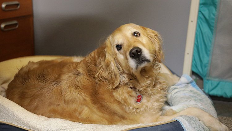 Promise_Medical's tweet photo. One of our best friends...  🐾❤️ https://t.co/3Hx2bb3swI