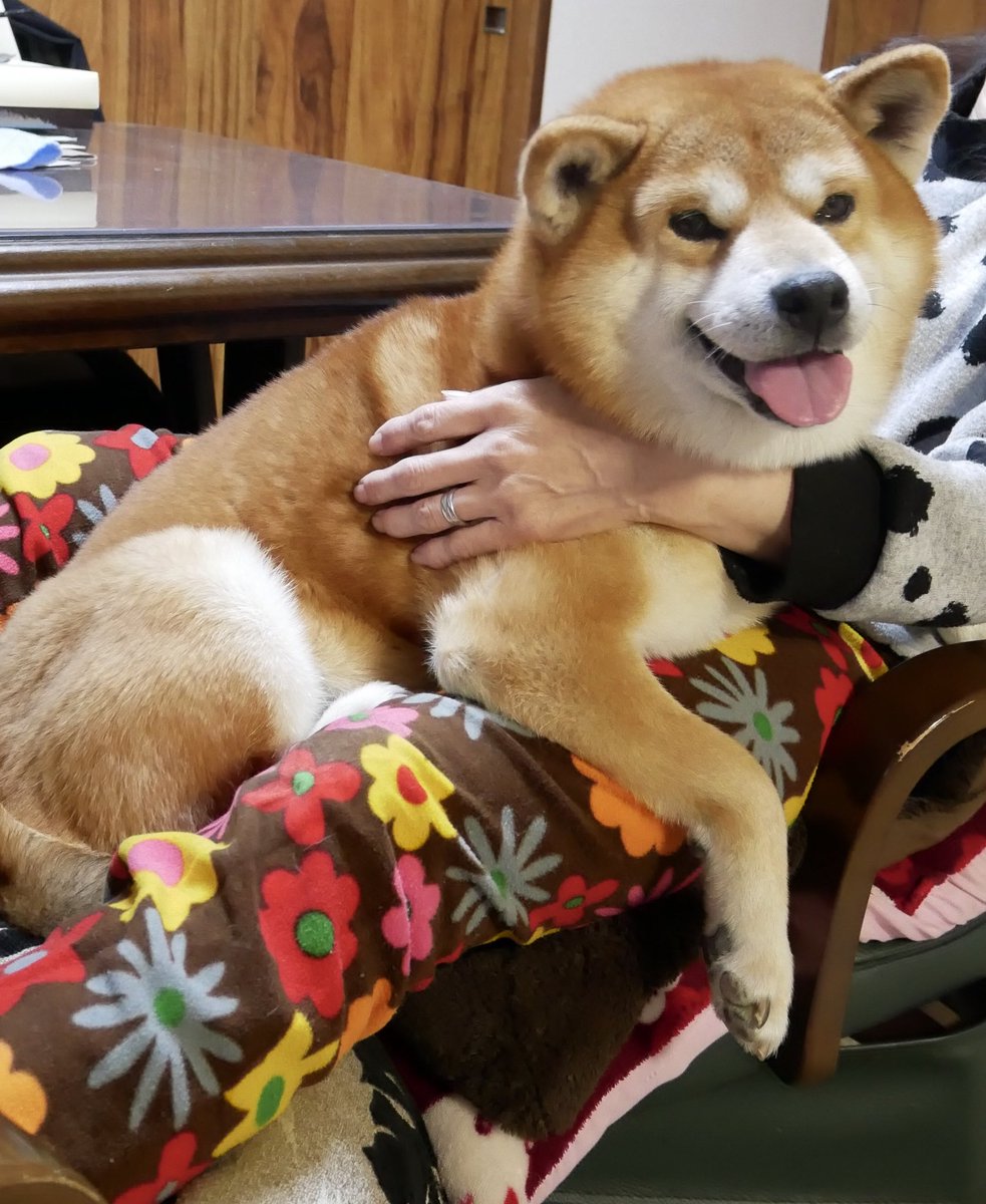 柴犬べりやん No Twitter ばあばに抱っこされるべりやん 冬 なんか大型犬みたいやね 柴犬 べりやん Shibainu Berry