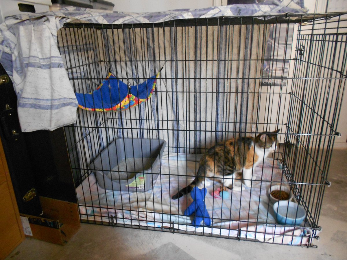 AlleyCatAngelTX's tweet photo. While there are no guarantees in rescue, we honor our return policy.  Some times that means we use what we can when we can.  This is why Marilyn needs a forever home, and why we are always in need of more foster homes.  #fosternamials #felinerescue https://t.co/M4PU5vHsUf