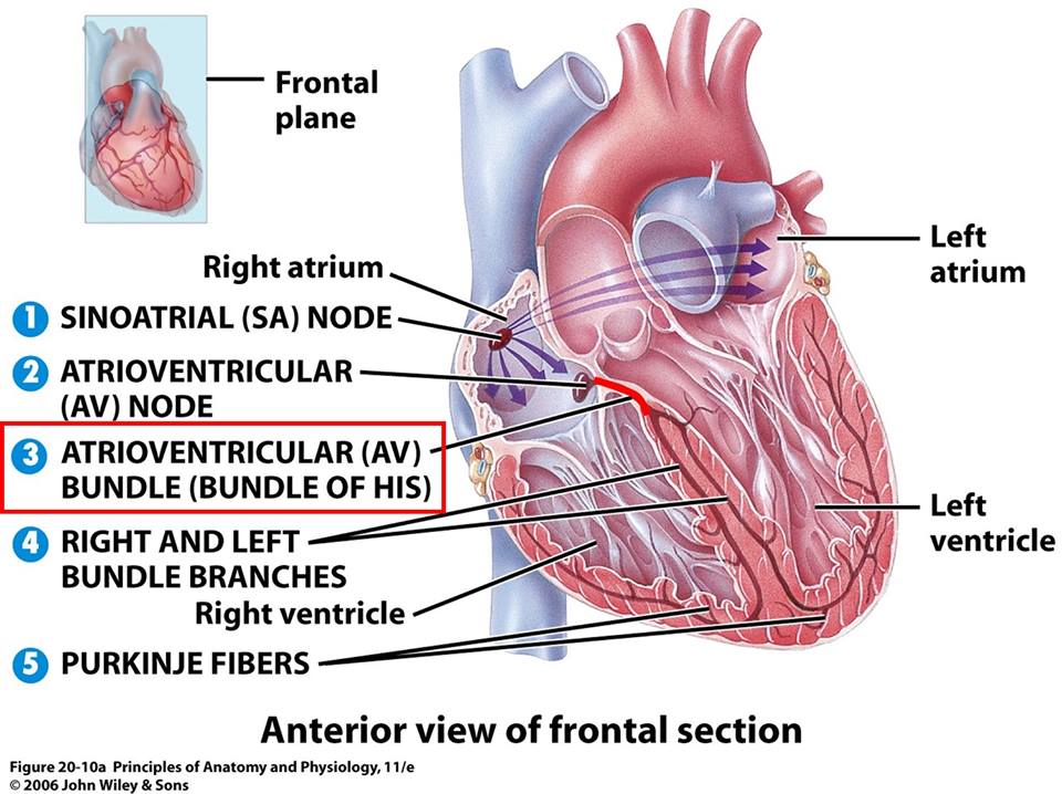 pic Cardiac Muscle Fibers John Wiley twitter