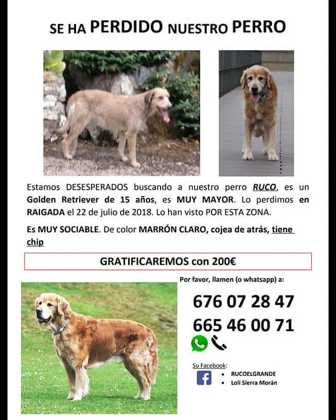 Pacosierr's tweet photo. #ayuda #perroperdido #ourense #Ruco #Galicia #perroperdido #manzaneda #trives #raigada #recompensa https://t.co/XluDDBtIDz