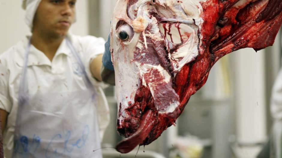 moodysally1's tweet photo. WarningGraphic! Here's a close up picture of your💔#meat💀 & the #Scumbag #loser thats #slaughtering this innocent defenseless #cow #MeetYourMeat #NoHumaneSlaughter #AnimalsWantToLive #AnimalsFeelPain #CompassionOverCruelty #goveganandbehealthy #GoVegan #MeetisMurder #MeatisDeath https://t.co/dxxUytEyOi