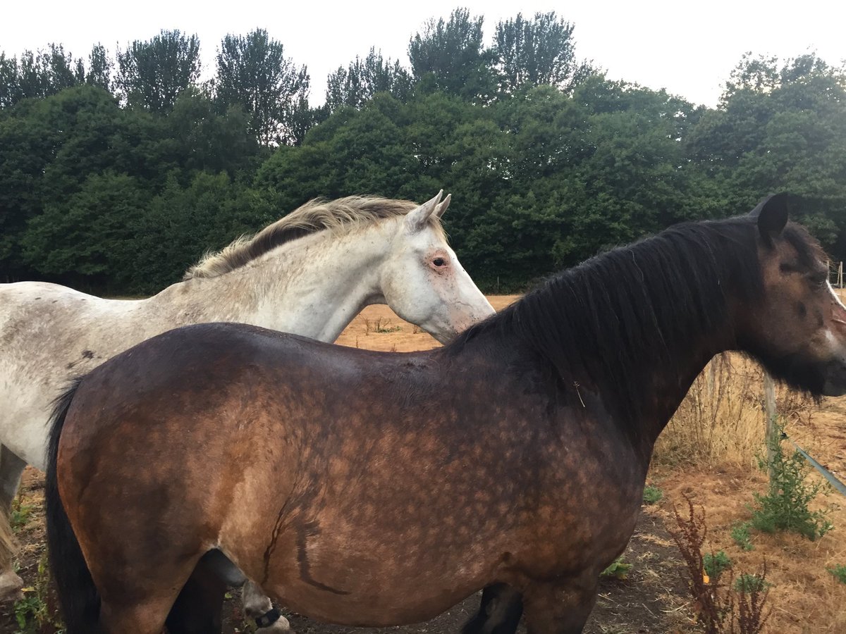 HamidMantu's tweet photo. A couple of hours with horses in a field... very calming. https://t.co/3nwXNnb2s9