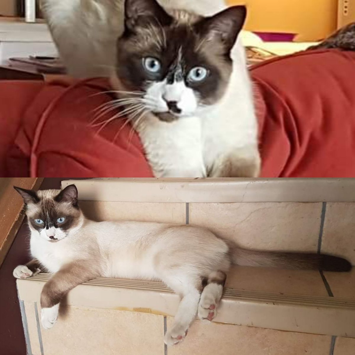 ShaunaRivait's tweet photo. Pls share: Lost cat Seal Point Siamese Ragdoll was staying in #TuxedoPark / Highland Area. His home is #Dalhousie dearly missed by owner 587 227-9950 broad.angela@gmail.com
#missingcat #petsofyyc
#FindMerlinYYC https://t.co/JUUJVJSAw4