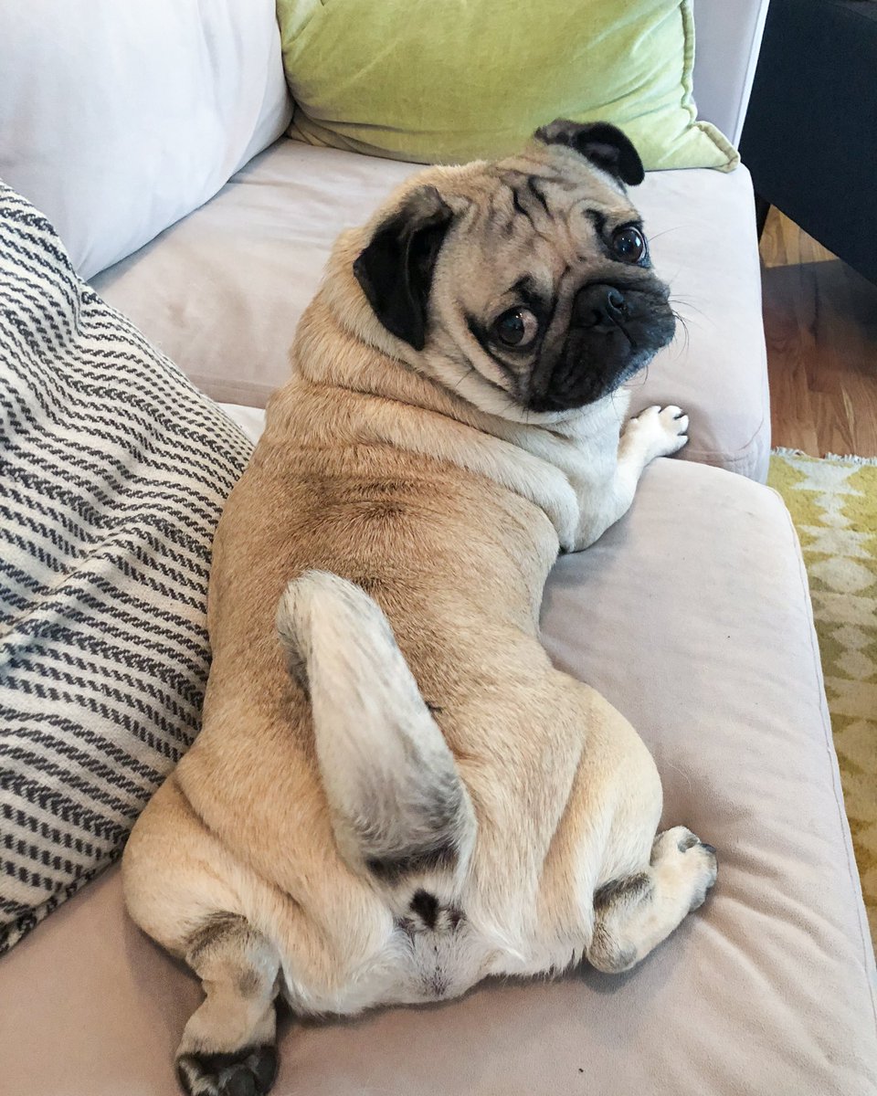 Doug The Pug On Twitter No Offense But I D Rather Stay On My