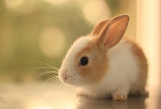 Animals_jonjall's tweet photo. 20. 위너 김진우 - 여러동물 합성상🐴🐰

소처럼 눈이 크고, 사슴처럼 초롱초롱 하고, 토끼처럼 귀엽고 이뻐서 딱 섞어놓은 상이라고 제보 주셨습니다 💛 올릴까 말까 고민 많이 하였지만... 일단 존잘이니 모 ^~^ (트루럽) 존잘 제보 감사합니다 ! 많은 제보 부탁드려요 💚

#위너 #김진우 #동물상 https://t.co/QfoeUyf1lp