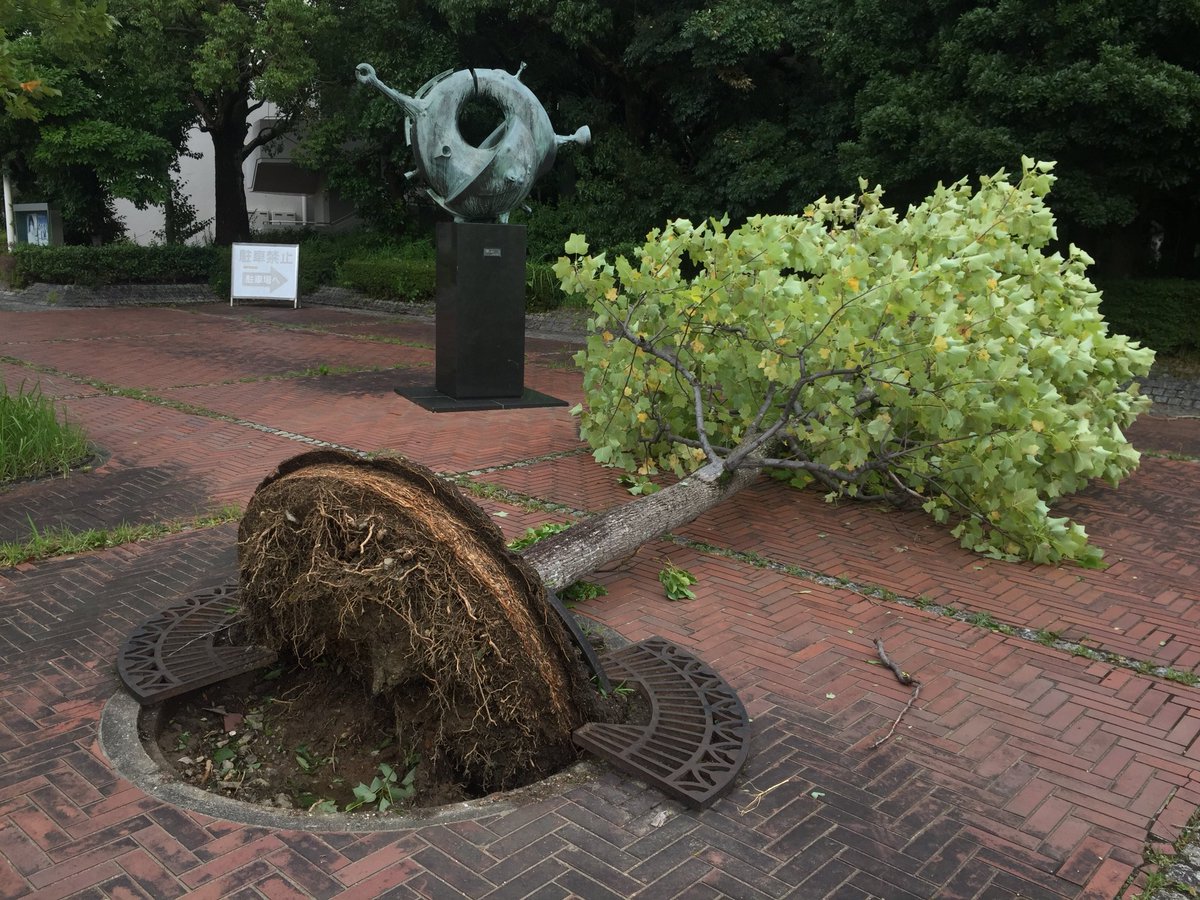 tkhk_tc's tweet photo. 台風の甚大なパワーやばす
木倒れてた
うちの庭の木も相当やられてた https://t.co/q0cU9xgdx4