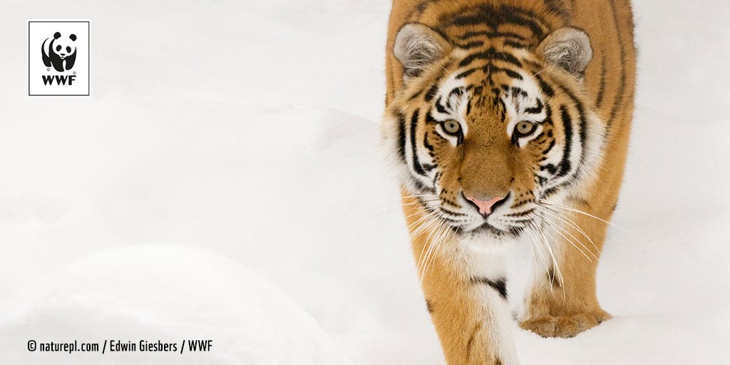 WWFFrance's tweet photo. 🐯 #LSV ? Parmi les 7 espèces de tigres qui vivaient autrefois, seulement 5 subsistent encore, toutes menacées... Protégeons-les → https://t.co/Fcd90CRGIc https://t.co/UfJzBoMuh6