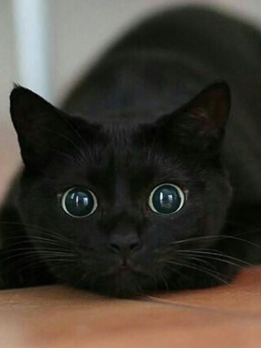 Burrow43's tweet image. Cats have some of the most unique eyes in the animal world: instead of having circular pupils like humans cats have verical pupils that can adapt quickly and can open and close rapidly, like the aperture of a camera #CatScience #ZSHQ