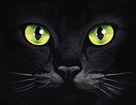 Burrow43's tweet image. Cats have some of the most unique eyes in the animal world: instead of having circular pupils like humans cats have verical pupils that can adapt quickly and can open and close rapidly, like the aperture of a camera #CatScience #ZSHQ
