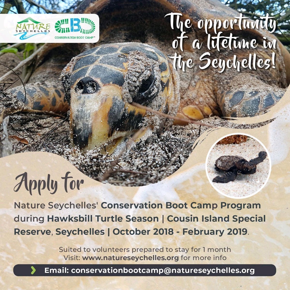 cousinisland's tweet image. Hands-on turtle monitoring &amp;amp; conservation on the most important #Hawksbillturtle nesting site in the #WesternIndianOcean -Cousin Island Special Reserve. Apply for the #ConservationBootCamp program by #NatureSeychelles #turtle #turtles @BritishChelonia @MarineTurtles @turtlenews