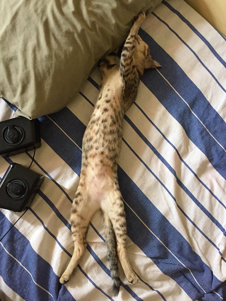 Maneka Jayathilaka tweet media