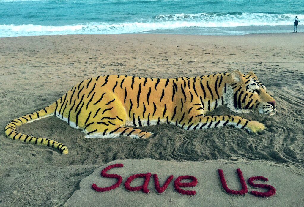 sudarsansand's tweet photo. #InternationalTigerDay, take a stand and spread the message to protect these endangered species and assist in maintaining ecological integrity. One of my SandArt #SaveTiger https://t.co/0xtQ9qC55u