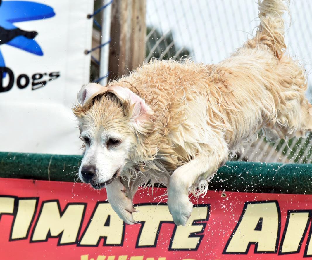 GoldretrieverUS's tweet photo. @dog_rates Cosmo --keep at it buddy. In no time, you will be dock diving like Casey. She was 11 when she made the Dock Diving Veterans Nationals. #seniorpupsaturday #Splishsplash #GoCosmo #Dockdiving #RetrieverNetwork https://t.co/PcqghVj8Ol