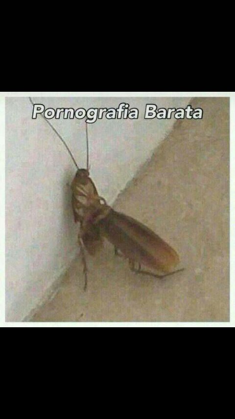 LixoHumann's tweet photo. (Sexo Insepito) https://t.co/9X2lLU7NIX