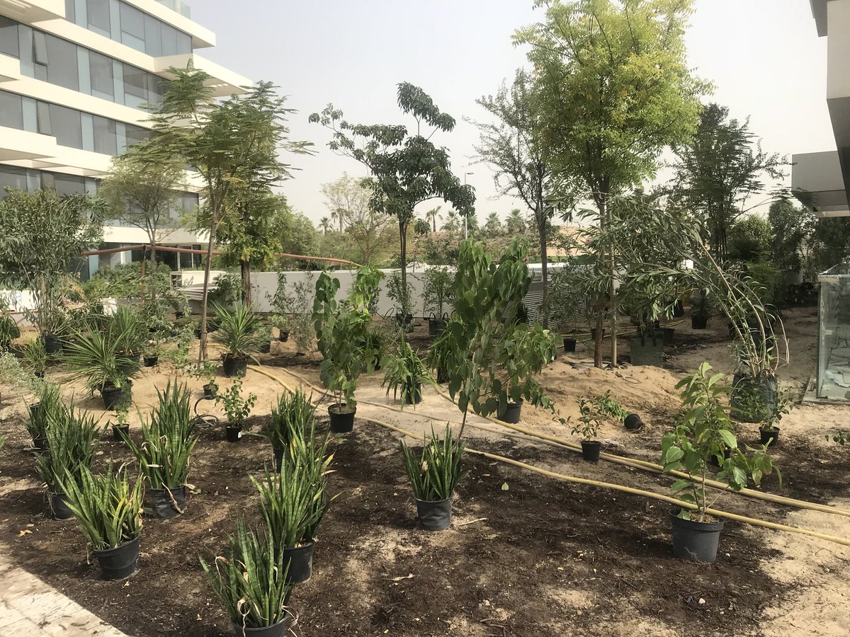 kzaal's tweet photo. Yesterday’s very sweaty planting session at 7am in 43 degrees @AlBarari_Dubai #planting #landscapedesign #gardendesign #albarari #ashjar #greenheartofdubai #kamelialandscapedesign https://t.co/tPgWNKyBW2