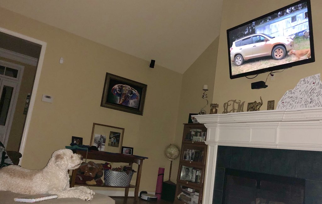 AllisonThomasSC's tweet photo. My fur-child LOVES watching @OfficialLivePD and @Sean_C_Larkin 😂.. he will stare at the tv all night. #LivePD #saturdayswithmydood #yeahthatdoodle #goldendoodlesoftwitter #judgethomas https://t.co/0fJWTEjrvl