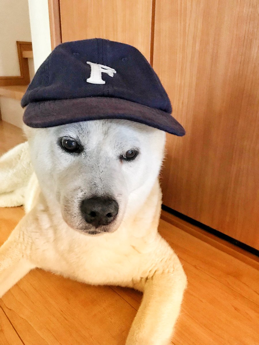 SnicKtym's tweet photo. 私のクッサいクッサい帽子を被せられてイライラしている畜生 https://t.co/eeJtDVgyoI