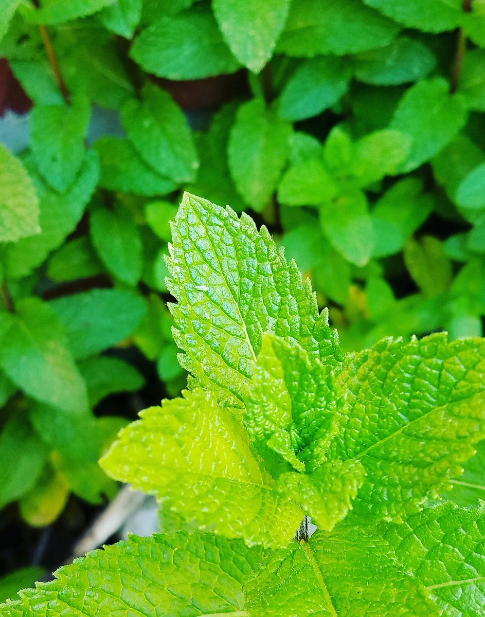 EveLkCuisine's tweet photo. #freshmints #smellgood #kitchendecor #beautiful #inspiringtocook. https://t.co/5KsxWq4L1k