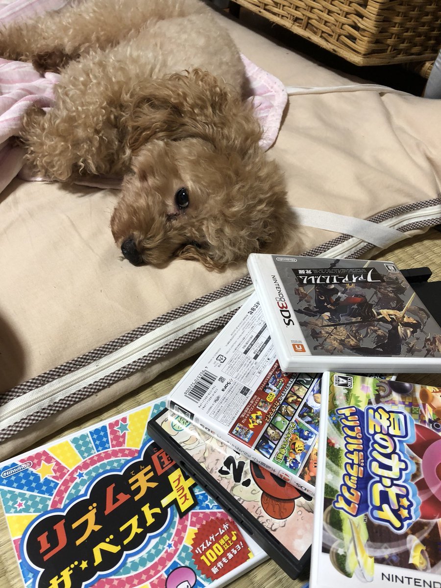 本日のすすきさん 犬 Vol 12