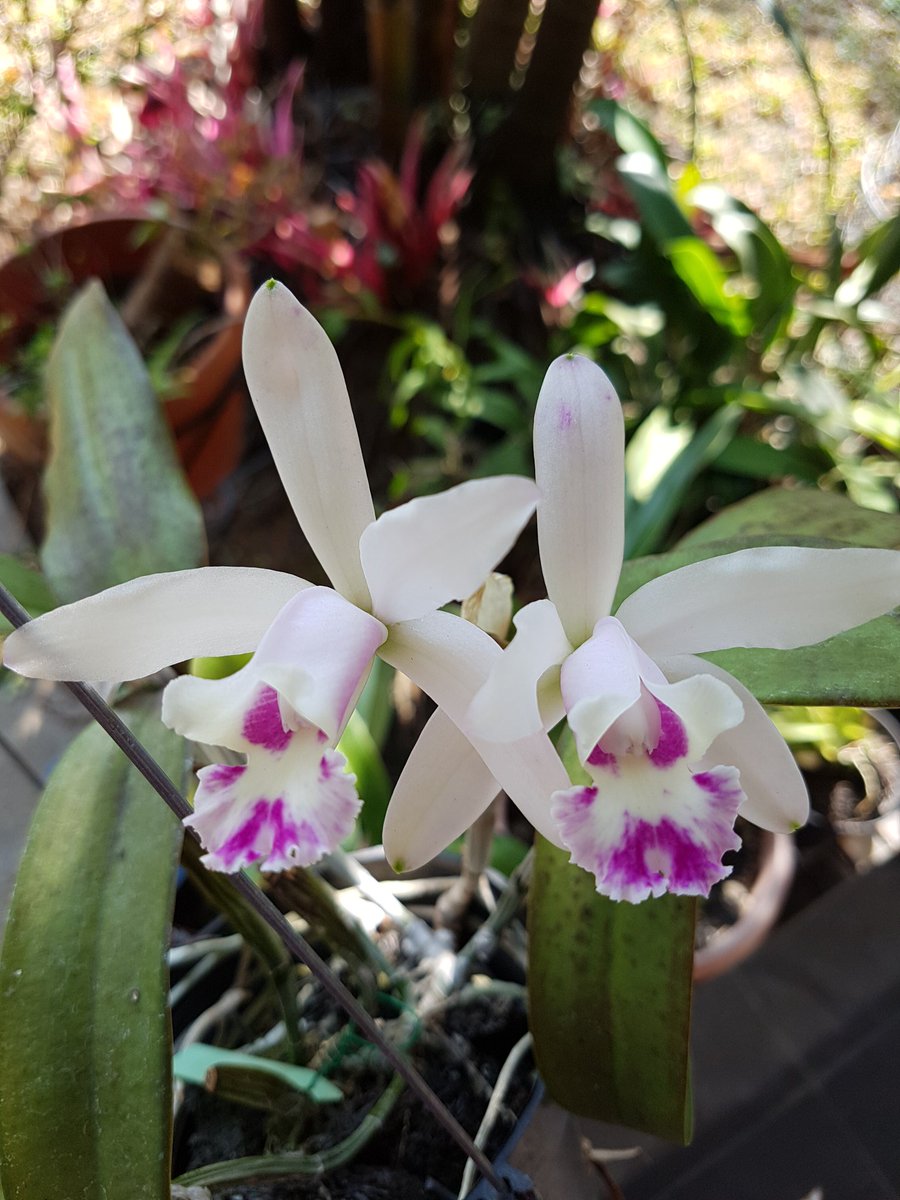 Cattleya luteola x intermedia