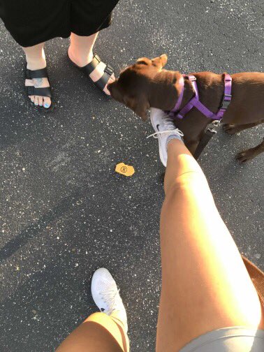 ByronSup531's tweet photo. Now just a doggone minute Reinβs in on it? This 4 month olds favorite summer memory is long walks on the paths around Byron. This one was found on the way to BHS. π€π #ByronBears #ByronRocks https://t.co/wafce0TtJe