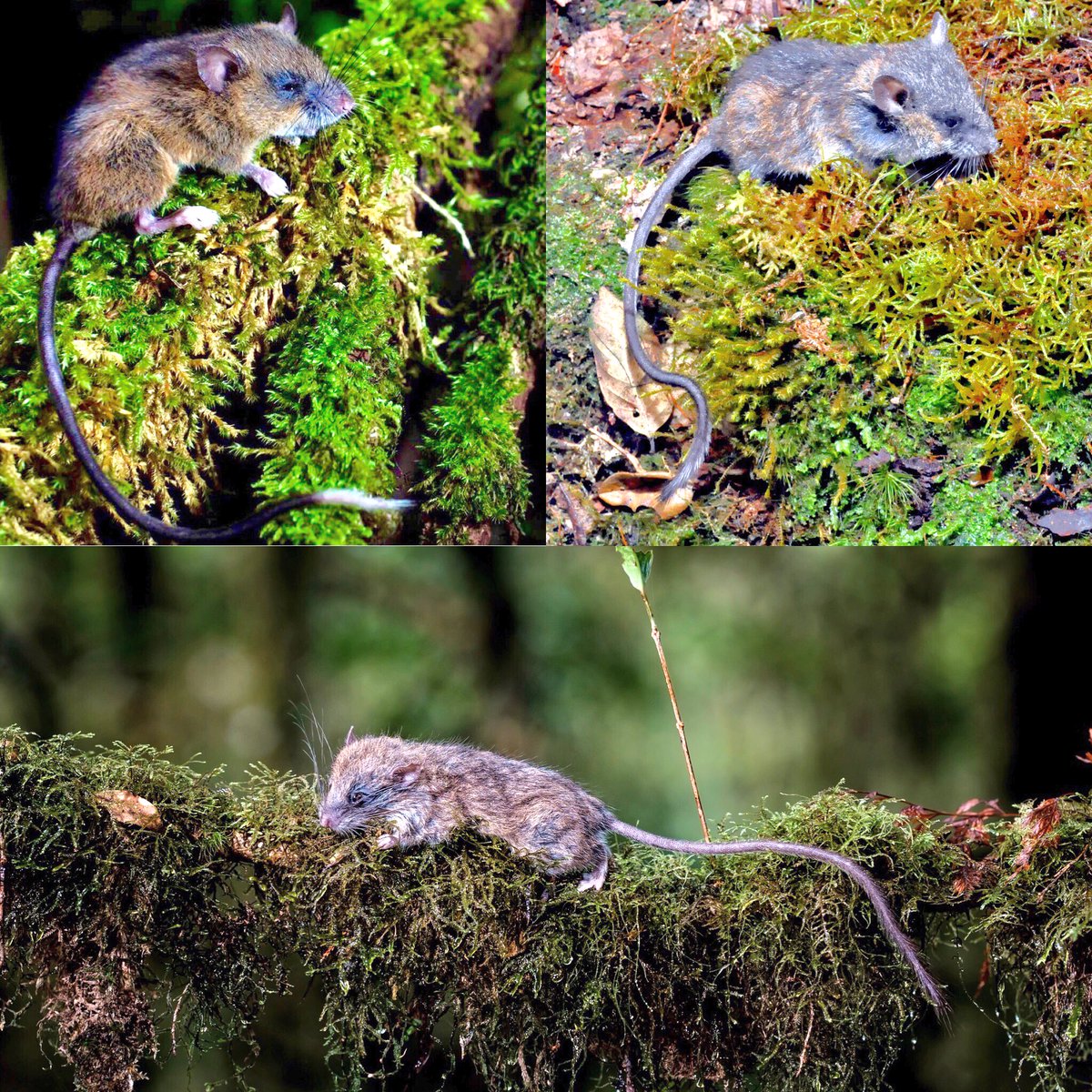 Margaretamys sp from 2100 m on Mt Dako, Sulawesi discovered by @museumsvictoria @lipiindonesia @UCBerkeley @amnh @NSF_BIO. 1st record of genus from west northern peninsula. Compare to M. parvus from Gandang Dewata and M. sp. from Bawakaraeng. Descriptions to come. #mammalwatching