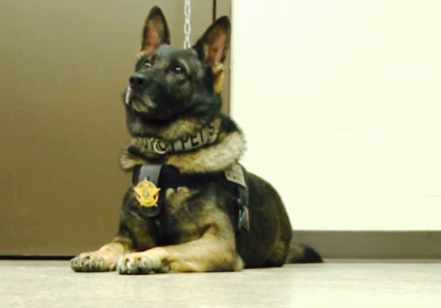 k9sofvalor's tweet photo. K9s of Valor is proud to announce another K9 will be protected! Due to all of your support & donations, we will be donating a Hot-n-Pop heat alarm device to K9 Grim. It alerts the ofc in case the a/c fails or the temp rises to a dangerous level and more! Thank you so much! https://t.co/xTSFeM06UO