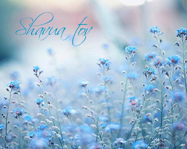 Heather7Peace's tweet image. 🌅Shavua tov dear Fara + all🌼#BeautifulWeekAhead🐬