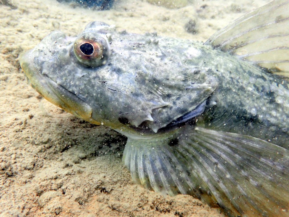 RossWhippo's tweet photo. This sculpin was giving serious attitude on our transect today. It tried to eat my data sheet! #MarineGEOArctic #HungryHungrySculpin #DontTouchMyData https://t.co/UJJP7IgGzW