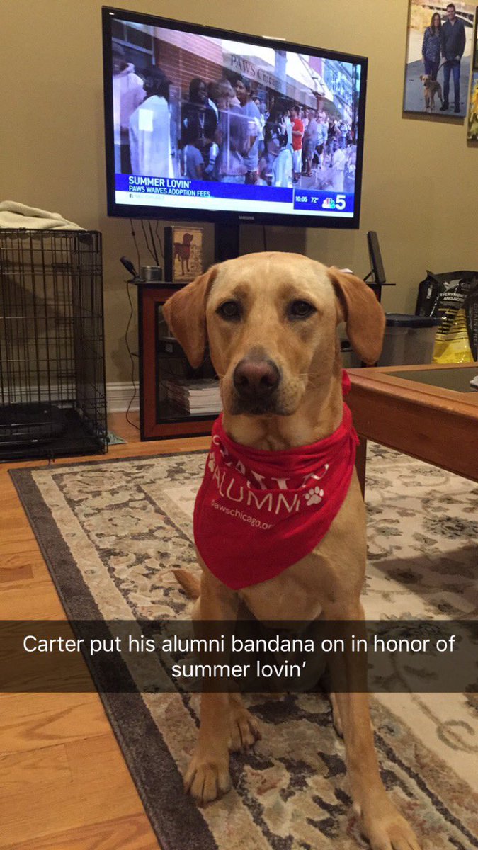 Ang_Claypool's tweet photo. PAWS alumni happy in his home for almost 2 years #summerlovin @PAWSChicago https://t.co/vrgYSErNuU
