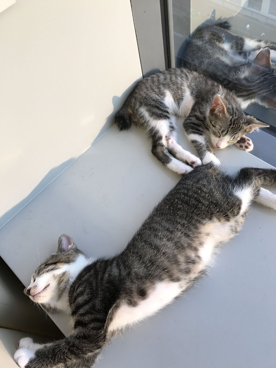 office_neko's tweet photo. 兄弟なのに寝相がこんなに違うとは😂

#猫社員
#猫社長
#もふもふ
#ふわもこ部
#キジトラ
#のらねこ部
#ねこばか
#ねこら部
#にゃんこ
#ねこ好きさんと繋がりたい
#ねこ好きさんとつながりたい
#猫好きさんと繋がりたい
#猫好きさんとつながりたい https://t.co/669eLtgKKU