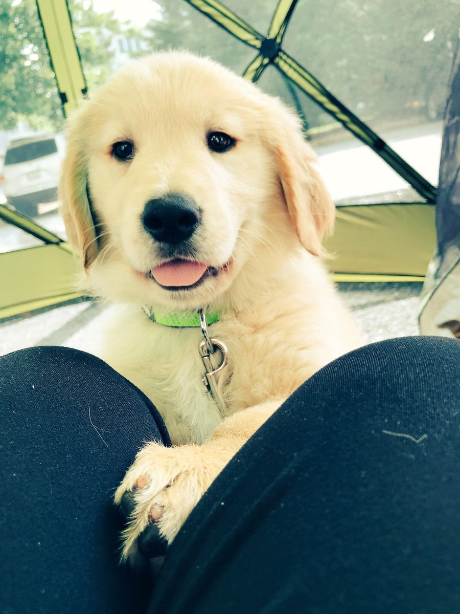 PuppyLondonIV's tweet photo. @TriciaT831 @BenGurr74 Good plan human. Also, have a cute puppy photo to help you #HelpIsAFourLeggedWord https://t.co/CDJA4ZajLA