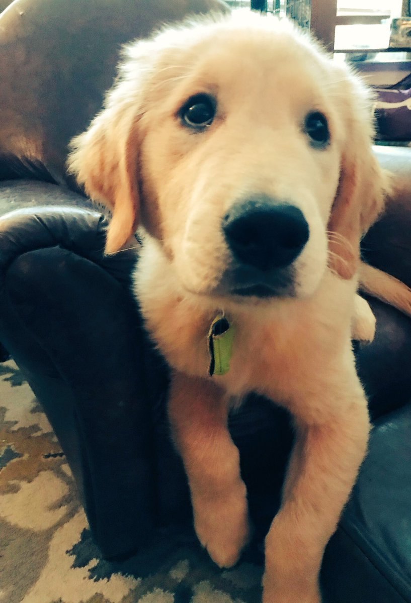 PuppyLondonIV's tweet photo. @TriciaT831 @BenGurr74 Good plan human. Also, have a cute puppy photo to help you #HelpIsAFourLeggedWord https://t.co/CDJA4ZajLA