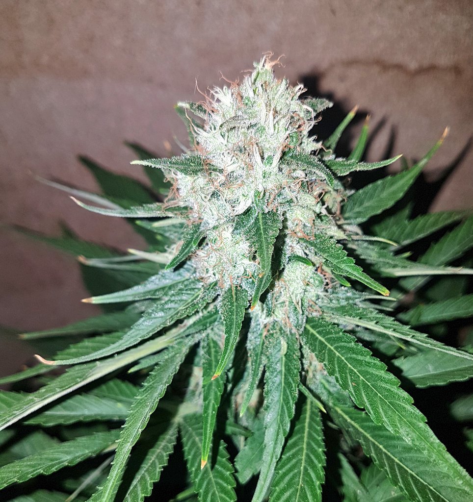 GoldBlondBeach's tweet photo. Feliz domingo @AdrycManellson👨‍✈️ @INMAQ16 🧚‍♀️ y a todo el #AdrycManellsonTesterTeam con nuestras fantásticas aficiones.. Que nuestros humos se junten pronto y siempre!
#cannabis #WeAreCannabis #CBD #pain #stress #thc #community #stoners #weed #hemp #hempRubio🤗 #somewere https://t.co/WZks8BH3GG
