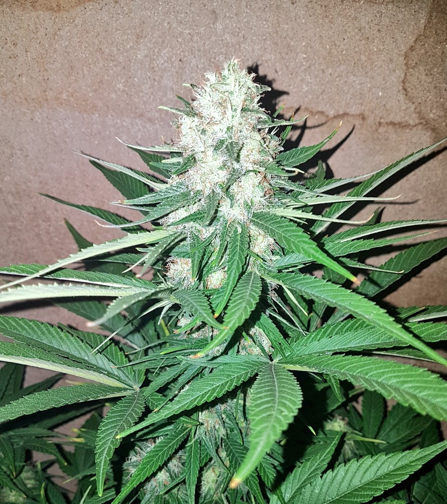 GoldBlondBeach's tweet photo. Feliz domingo @AdrycManellson👨‍✈️ @INMAQ16 🧚‍♀️ y a todo el #AdrycManellsonTesterTeam con nuestras fantásticas aficiones.. Que nuestros humos se junten pronto y siempre!
#cannabis #WeAreCannabis #CBD #pain #stress #thc #community #stoners #weed #hemp #hempRubio🤗 #somewere https://t.co/WZks8BH3GG