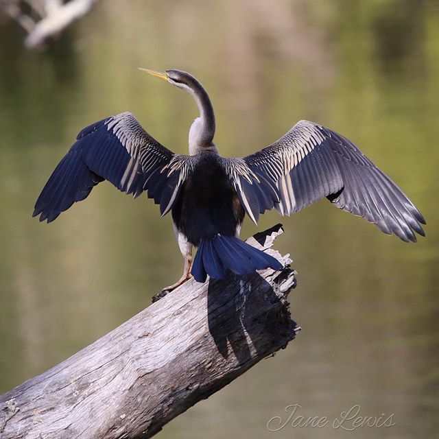 JaneLewis_'s tweet photo. Got to love a sunday nature walk! 
Captured this Australasian darter a short stroll past the Swing Bridge
.
.
.
 #swingbridge #cooranbong #avondale #lakemacquarie #lakemac #sundayvibes
Love the blue 💙 https://t.co/fqfc45e57E https://t.co/aGM8YU3Luy