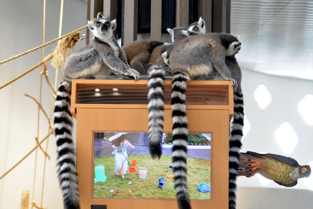 Nifrel ニフレル 公式 ニフレル 装苑 生きものとアートにふれる展18 うごきにふれる 川島小鳥 金氏徹平 森川葵 さんが演じる架空の生きもの カワモリオイア の生態の動画観察日記 ワオキツネザルにとっては新しいお昼寝ポイントのよう