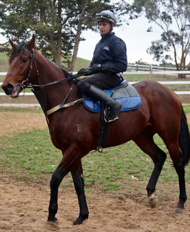 McDonnellAnne's tweet photo. Thank you for the win @mcevoymitchell @connollybldstk #JUSTROLLING at Gawler 🏇 very good ride Luke Currie 👏 #SEBRING2YO💥🎉🍾🥂🥇 https://t.co/FyQeOiJ7sH