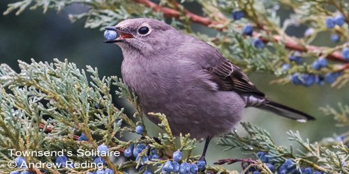 BirdNoteRadio's tweet photo. A hike through the mountains of the West reveals an incredibly diverse array of beautiful birds – like this #TownsendsSolitaire. #ornithology https://t.co/qf9HmdGPFA https://t.co/Dci1nvbyAw