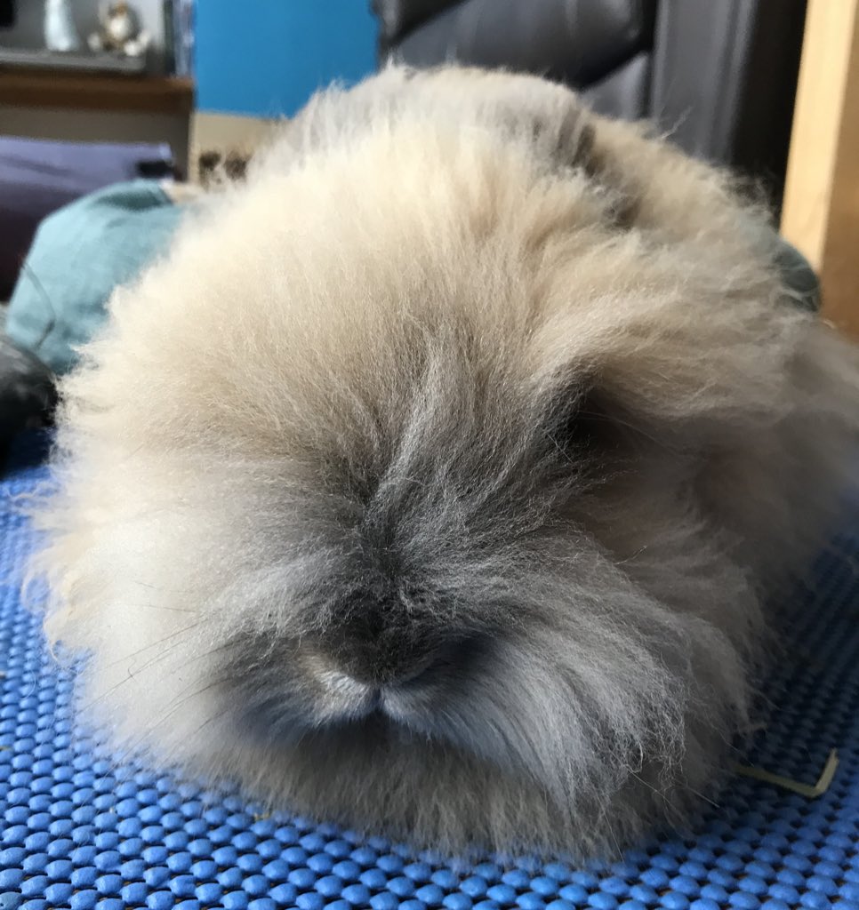 LudoCallTheRox's tweet photo. I’m a ball of fluff! 🐰 @round_boys https://t.co/f03XyAebde