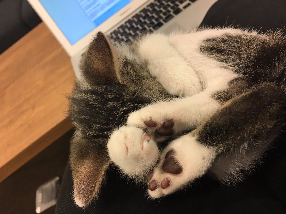 office_neko's tweet photo. 恥ずかしいにゃん😹

#猫社員
#猫社長
#もふもふ
#ふわもこ部
#キジトラ
#のらねこ部
#ねこばか
#ねこら部
#にゃんこ
#ねこ好きさんと繋がりたい
#ねこ好きさんとつながりたい
#猫好きさんと繋がりたい
#猫好きさんとつながりたい https://t.co/WgiFHGMPCo