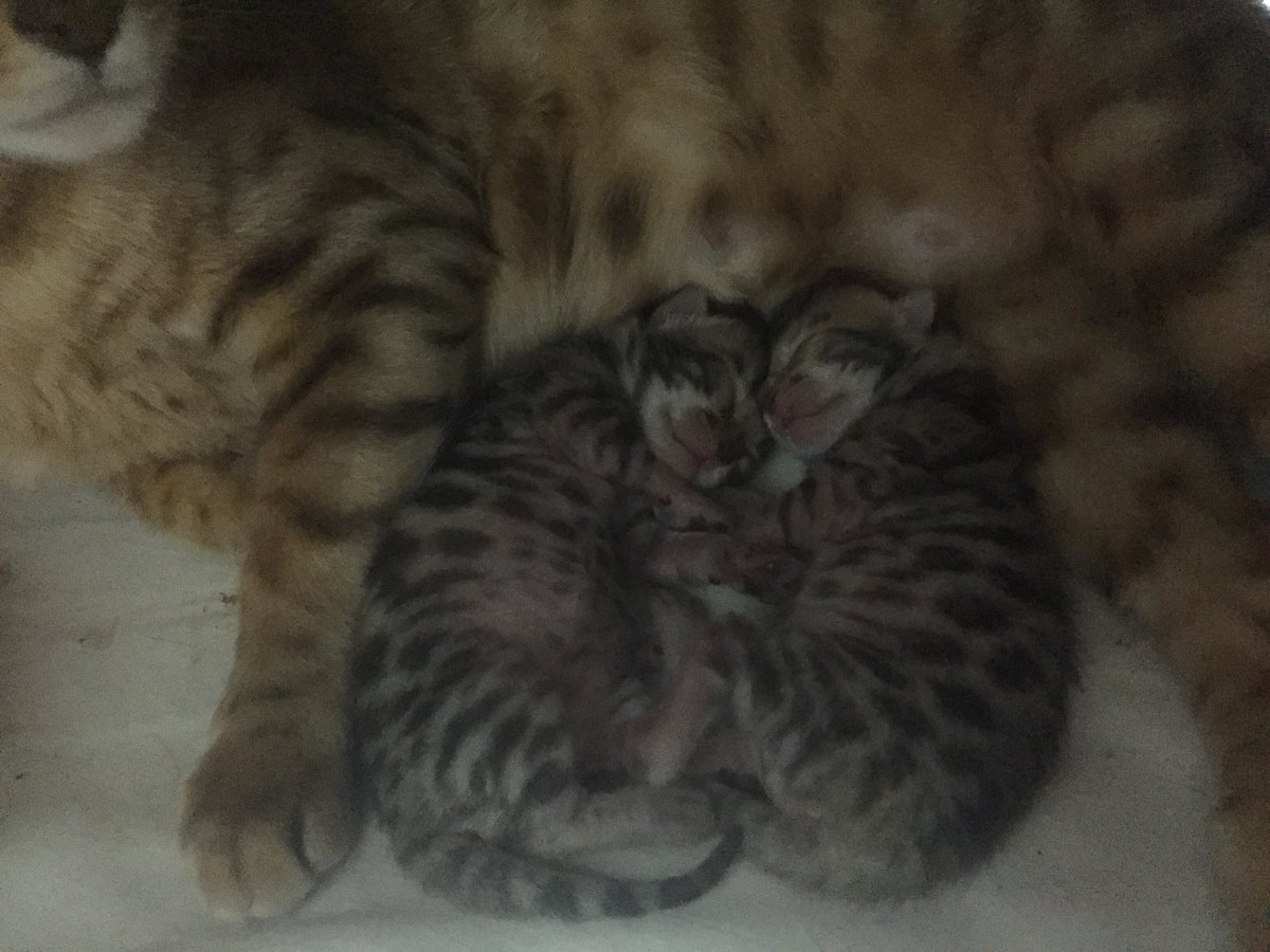 beatalexbengals's tweet photo. Sweet dreams 😻😻 #bengalcat https://t.co/aPSZidmNiv