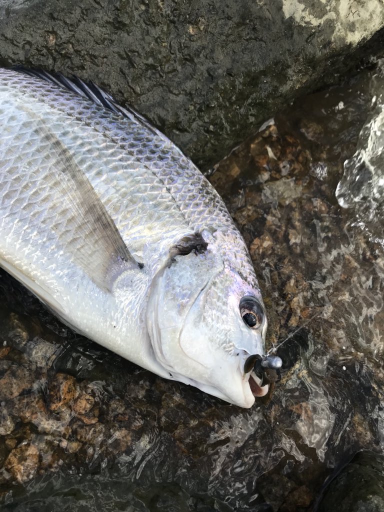 リンリュウ tweet media